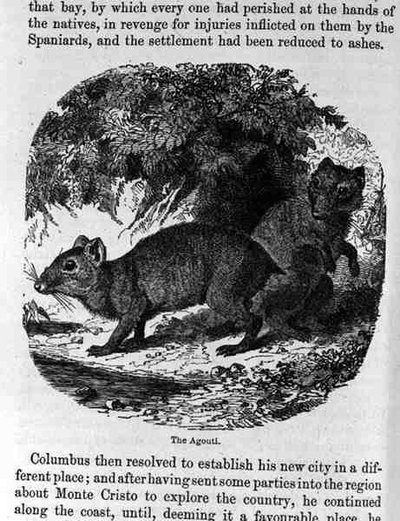 The Agouti, fra Santo Domingo Past and Present av Samuel Hazard, pub. 1873 av English School